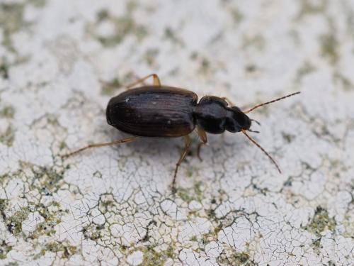 Olisthopus glabricollis